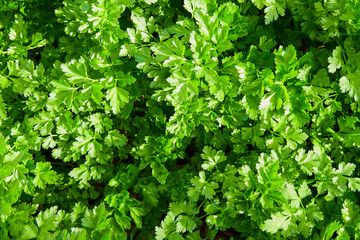 parsley, green parsley leaves growing in the garden, close-up