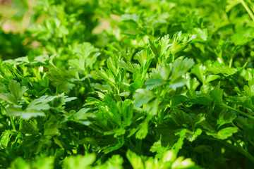 parsley, green parsley leaves growing in the garden, close-up