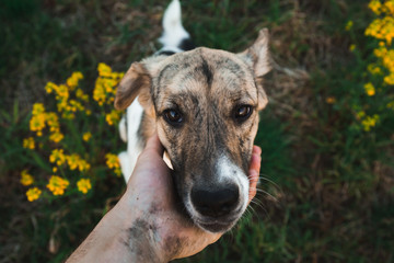 person hand holding a dog chin. Green grass and yellow flowers background