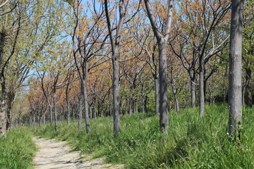 The pathway in a forest
