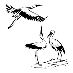 storks, ink drawing, set