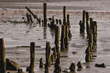 Pylons in the mud by the ocean