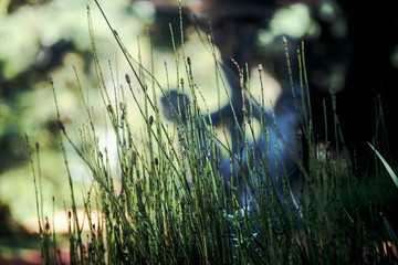 Fototapeta premium Grass