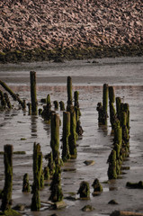 Pylons in the mud by the ocean