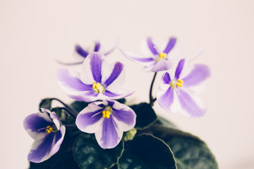 Violet flower with striped petals on white background.