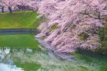 Fototapeta na wymiar 水辺に咲く満開の桜