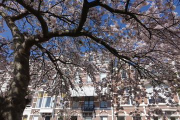 Netherlands; Japanese Cherry tree in The Hague