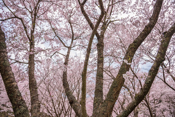 春の便り「桜」