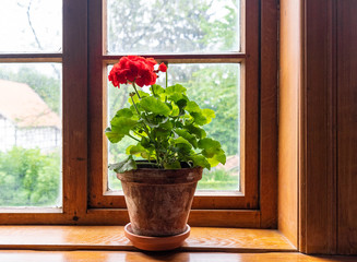 Flowers in a pot against window on windowsill