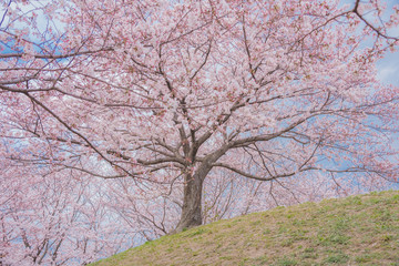 春の便り「桜」