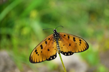  close-up of a butterfly stretching its wings above the flower