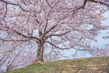 春の便り「桜」