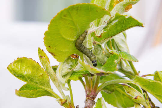 Marbled orchard tortrix (Hedya nubiferana) caterpillar among apple leaves, selective focus