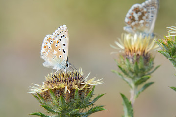 The Adonis blue (Polyommatus bellargus) feeding on the carline thistle, soft background