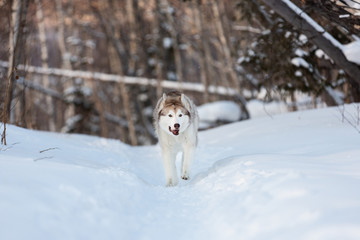 Happy and crazy siberian husky dog with tonque hanging out running on the snow in the winter forest
