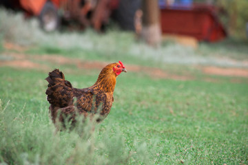 brown hen looking for food in the farm yard