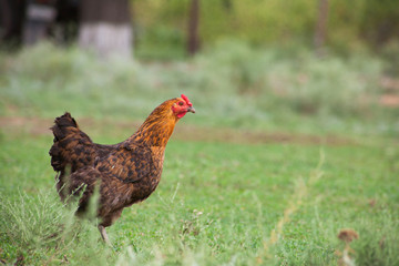 brown hen looking for food in the farm yard