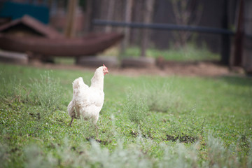 brown hen looking for food in the farm yard