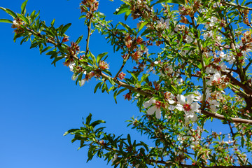 Almond blossom flowers on tree branches with blue sky background, Australia