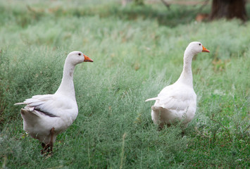 Domestic Geese in the grass