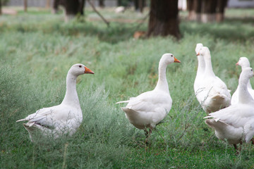 Domestic Geese in the grass