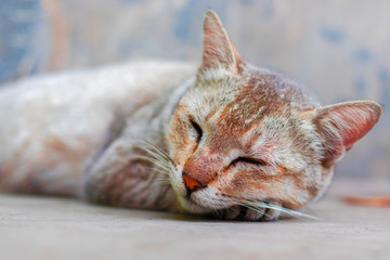 lazy and sleepy cat lying on a bed