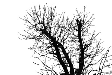 Fototapeta na wymiar Tree Silhouette Isolated on White