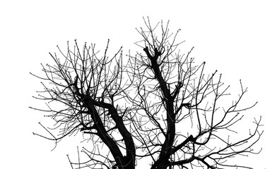 Tree Silhouette Isolated on White