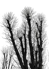 Tree Silhouette Isolated on White