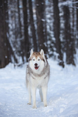 Cute and free Siberian Husky dog standing on the snow path in the winter forest at sunset.