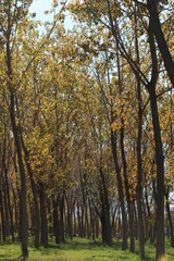 Fototapeta premium Forest view