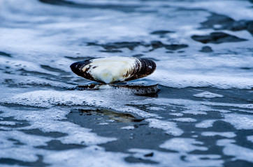 Shell in the water