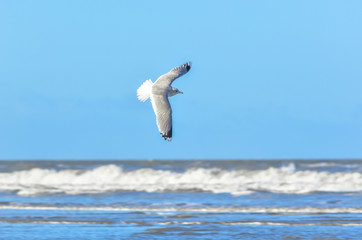 Seagull by the ocean