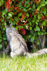 Adorable siberian cat with long hair outdoor in a sunny day