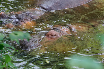 Hippopotamus sleeping in the water