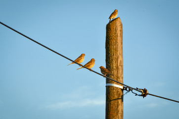 Sparrows on a wire
