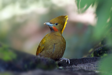 The greater yellownape (Chrysophlegma flavinucha) portait with green background. Portrait of a large woodpecker bird with a yellow plume sitting on a stone.