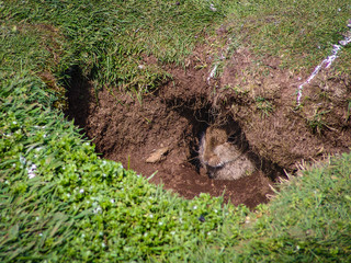 One of the inhabitants of the island of Mull, Scotland. Rabbit hiding in his hole