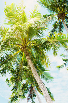 Palm Trees Jungle Blue Sky Landscape Tropical View