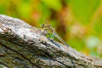Großer Blaupfeil weibchen schräger, alter Baumstamm