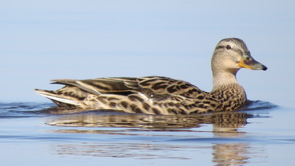 Fototapeta premium bird, duck, water, nature, animal, wildlife, lake, goose, beak, wild, sea, swimming, mallard, swim, pond, waterfowl, seagull, feather, river, young, swan, birds, blue, feathers, brown