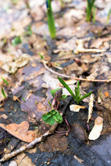 blue snowdrops , close-up. spring flowers in the forest in March. background photo