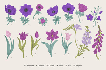 Spring flowers. Set. Anemones and Tulips. Vintage vector botanical illustration.