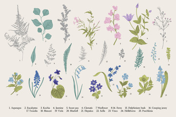 Spring flowers and ferns. Set. Vintage vector botanical illustration.