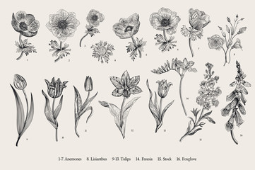 Spring flowers. Set. Anemones and Tulips. Vintage vector botanical illustration. Black and white