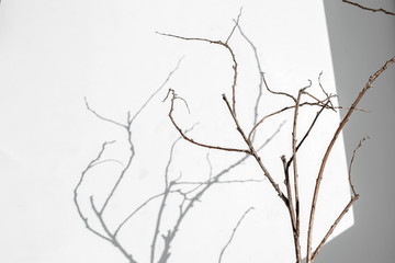  abstract tree branches on white background