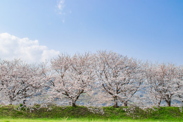 Fototapeta na wymiar 流川の桜並木と青空 Row of cherry blossom trees and blue sky 福岡県うきは市
