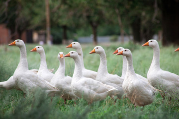 Domestic Geese in the grass