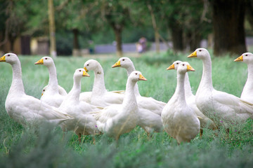 Obraz premium Domestic Geese in the grass