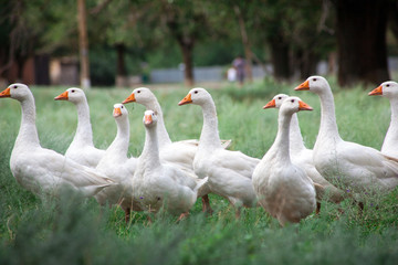 Domestic Geese in the grass